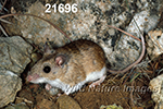 Peromyscus-leucopus tornillo